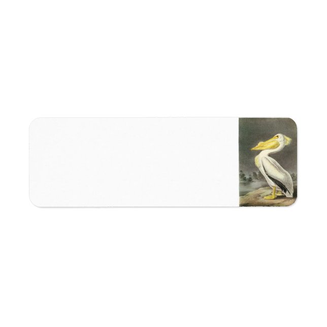 American White Pelican by Audubon (Front)