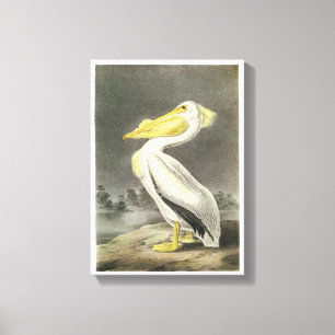 American White Pelican by Audubon Canvas Print