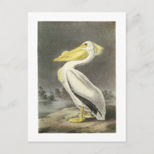 American White Pelican by Audubon Postcard