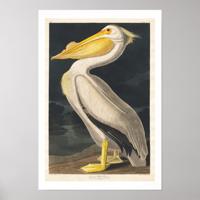 American White Pelican by Audubon Poster (Front)