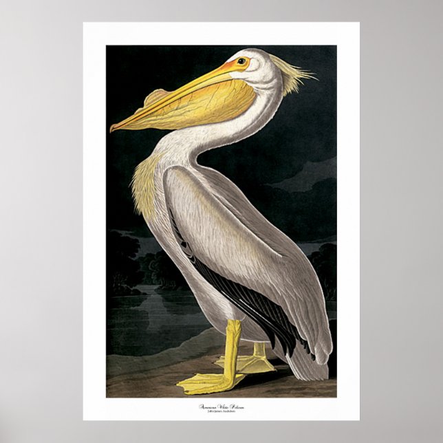 American White Pelican by John James Audubon Poster (Front)