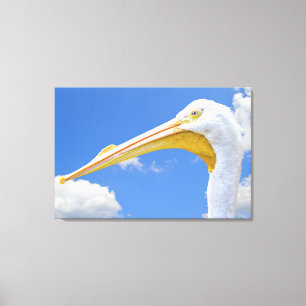 American White Pelican Canvas Print