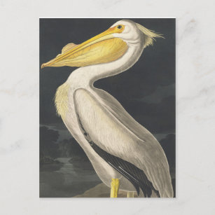 American White Pelican from Birds of America Postcard