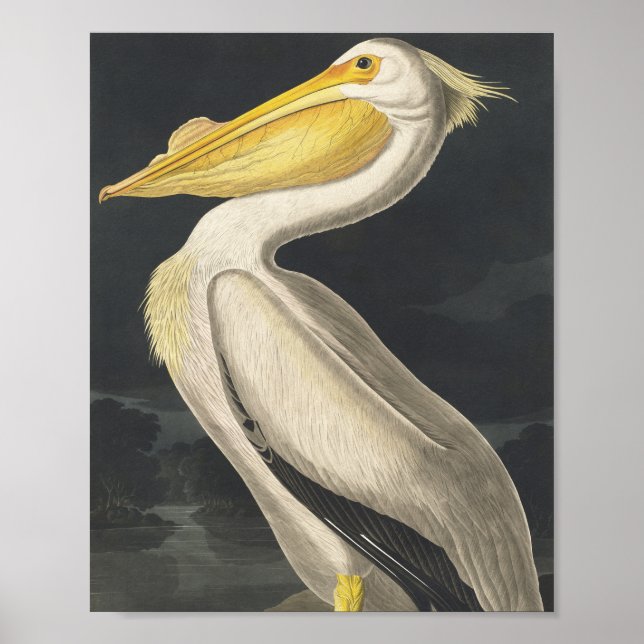 American White Pelican from Birds of America Poster (Front)