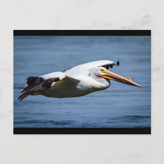 American White Pelican in flight Postcard (Front)