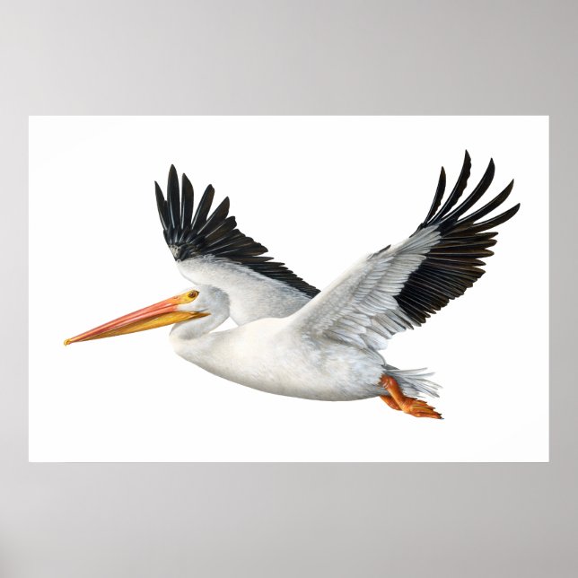 American White Pelican in Flight Poster (Front)