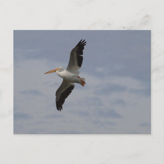 American White Pelican in migration Postcard