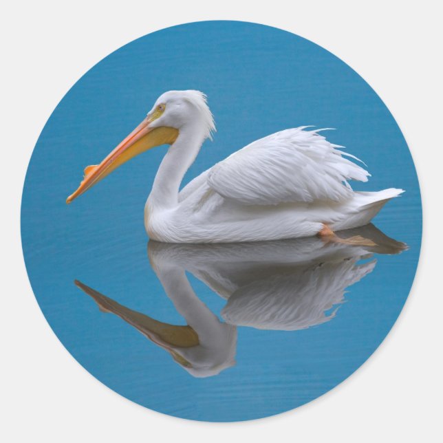 American White Pelican on Water  Sticker (Front)