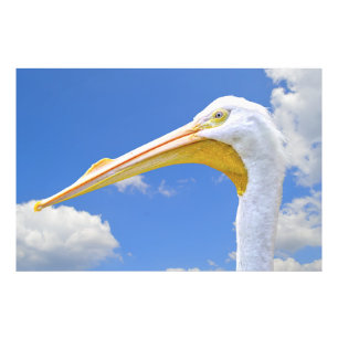 American White Pelican Photo Print