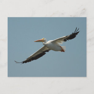 American White Pelican Postcard