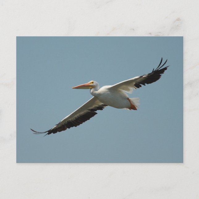 American White Pelican Postcard (Front)