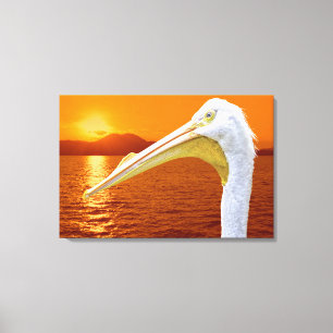 American White Pelican sunset Canvas Print