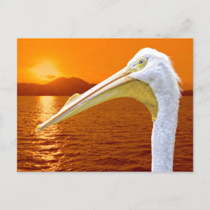 American White Pelican sunset in Corfu Holiday Postcard