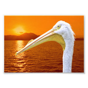 American White Pelican sunset in Corfu Photo Print