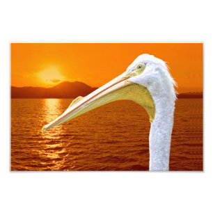 American White Pelican sunset in Corfu Photo Print