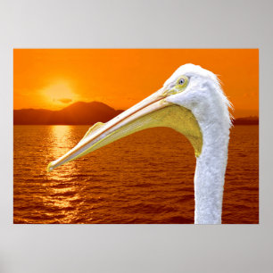 American White Pelican sunset in Corfu Poster