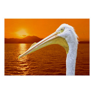 American White Pelican sunset in Corfu Poster