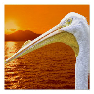 American White Pelican sunset in Corfu Poster