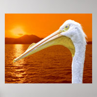 American White Pelican sunset in Corfu
