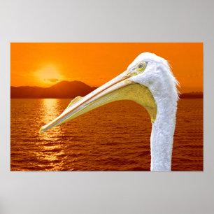 American White Pelican sunset in Corfu Poster