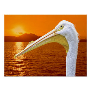 American White Pelican sunset in Corfu Poster