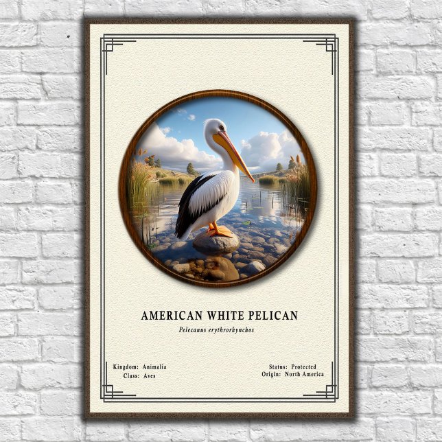 American White Pelican Zoology Poster (Creator Uploaded)