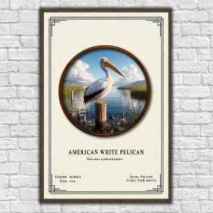 American White Pelican Zoology Series Poster