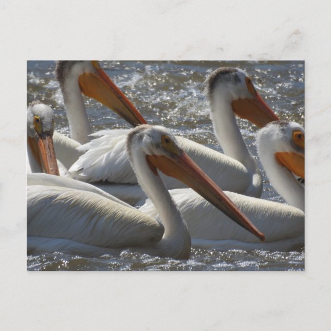 American White Pelicans Just Saying Hi Postcard (Front)