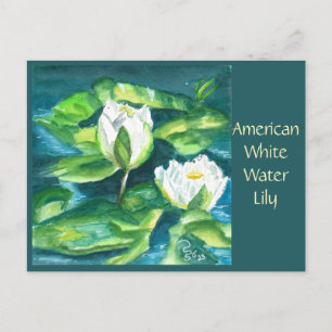 American White Water Lily Post Card