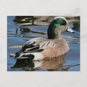 American Widgeon Drake Postcard