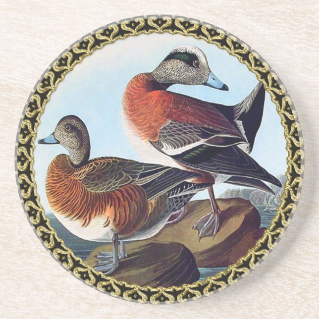 American Widgeon ducks on a rock Coaster (Front)