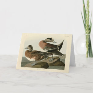 American Widgeon from Audubon's Birds of America Card