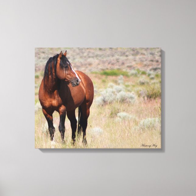 American Wild Mustang Stallion Canvas Print (Front)