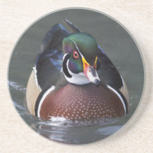 American Wood Duck Coaster