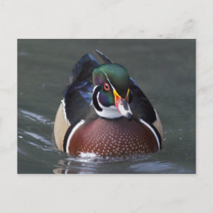 American Wood Duck Postcard