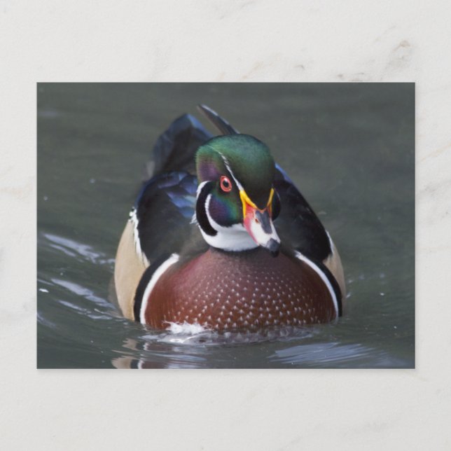 American Wood Duck Postcard (Front)