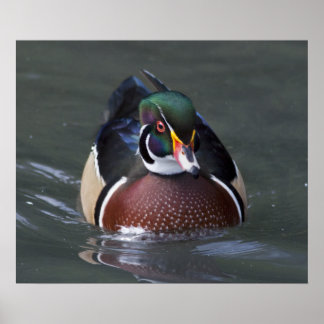American Wood Duck Print