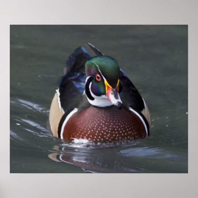 American Wood Duck Print (Front)