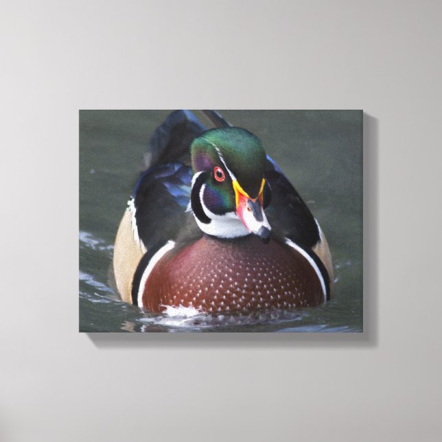 American Wood Duck Wrapped Canvas (Front)