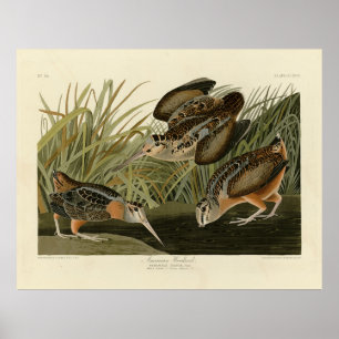American Woodcock from Audubon's Birds of America Poster