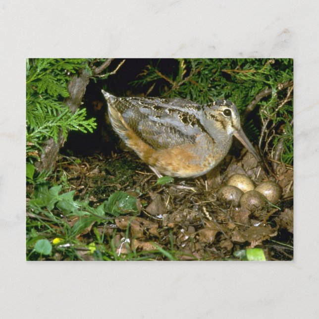 American Woodcock with eggs Postcard (Front)