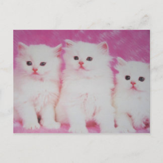 America's Next Toop Models Postcard