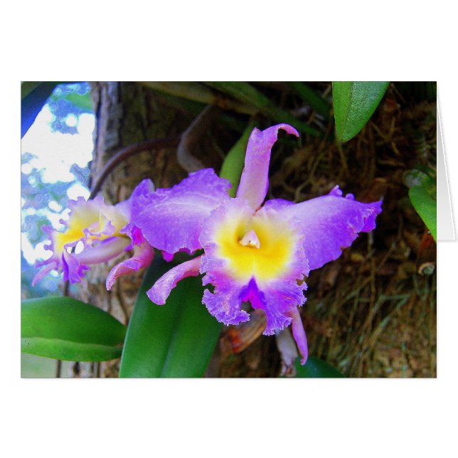 Amethyst Cattleya Orchids Card (Front Horizontal)