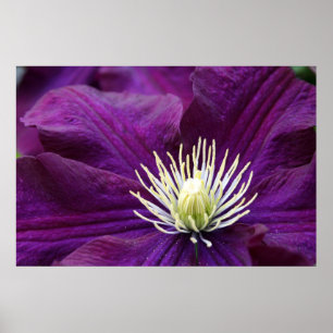 Amethyst Clematis Poster