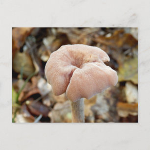 Amethyst Deceiver Mushroom Postcard