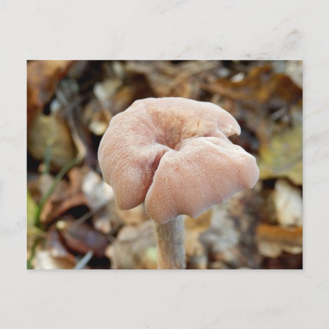 Amethyst Deceiver Mushroom Postcard (Front)