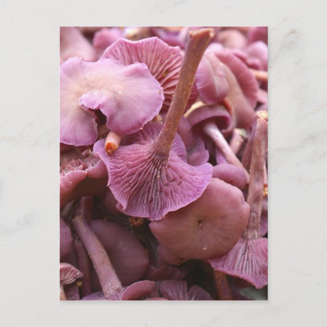 Amethyst Deceiver Postcard (Front)
