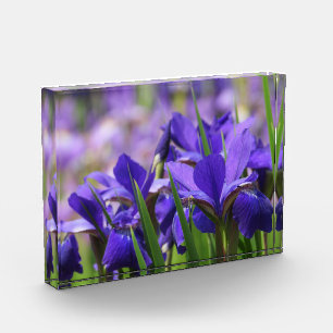 Amethyst Purple Irises Photo Block