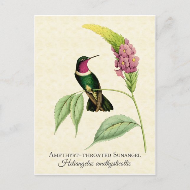 Amethyst Throated Hummingbird Art Postcard (Front)