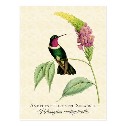 Image of Amethyst Throated Hummingbird Art Postcard